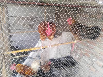 Golden misri hens with lohman brown roster