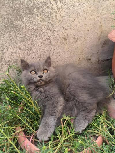 Persian Kitten Female