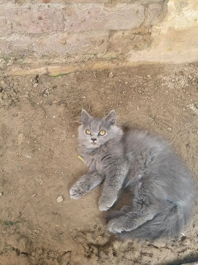 Persian Kitten Female — photo 2
