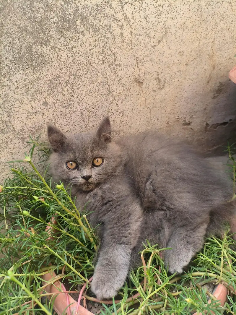 Persian Kitten Female — photo 3