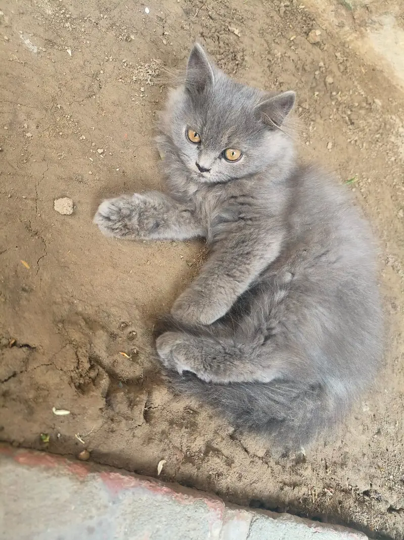 Persian Kitten Female — photo 4