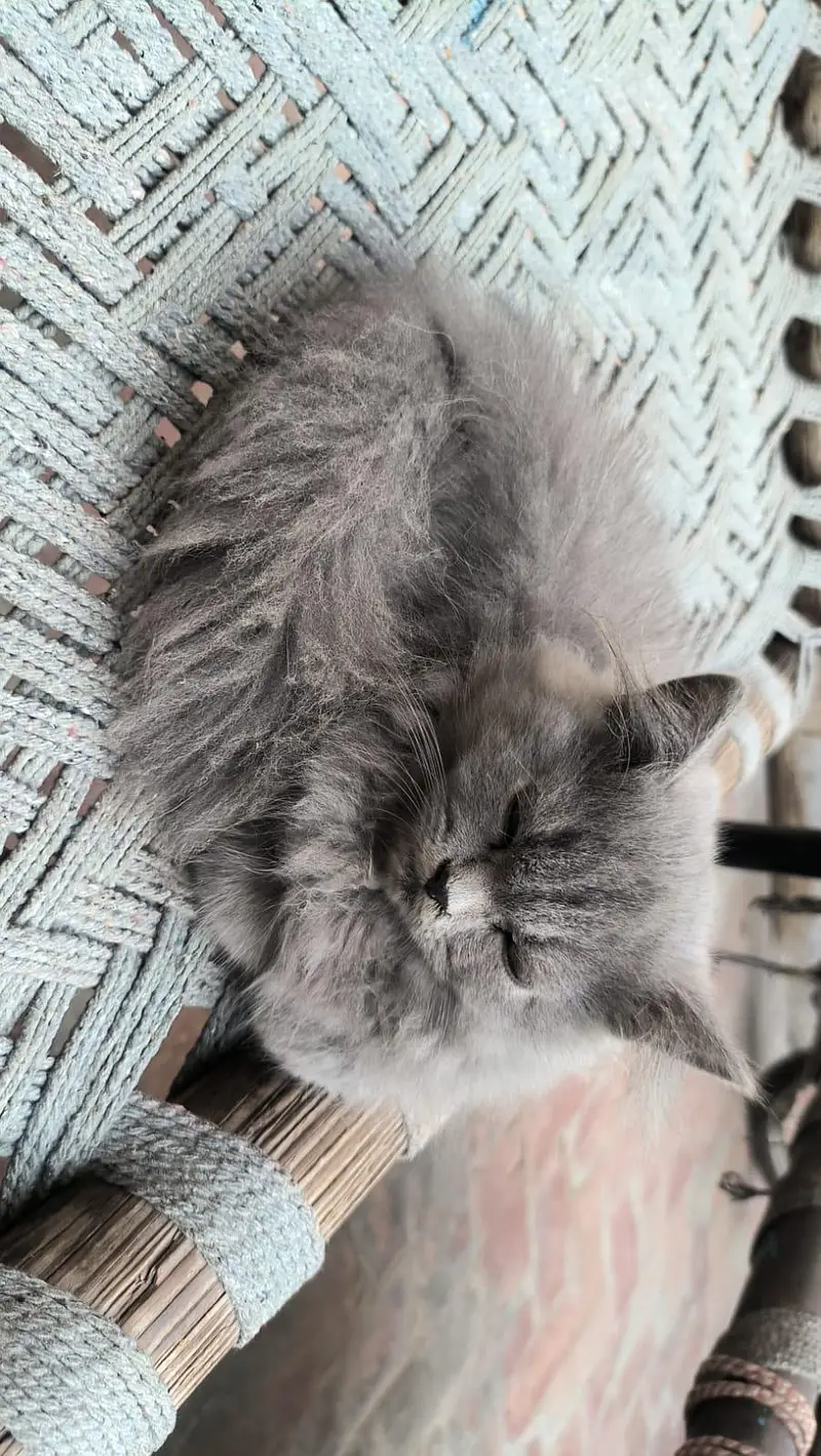 Persian Kitten Female — photo 5