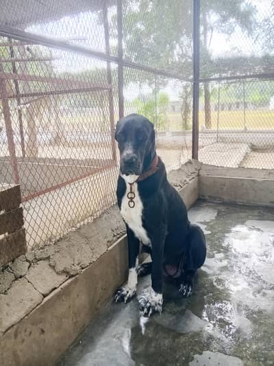 Alabai puppies for sale 03243411747