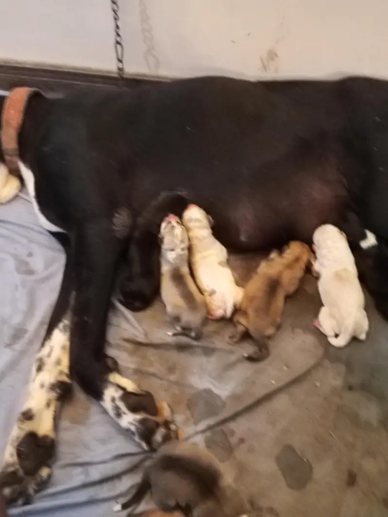 Alabai puppies for sale 03243411747 — photo 3