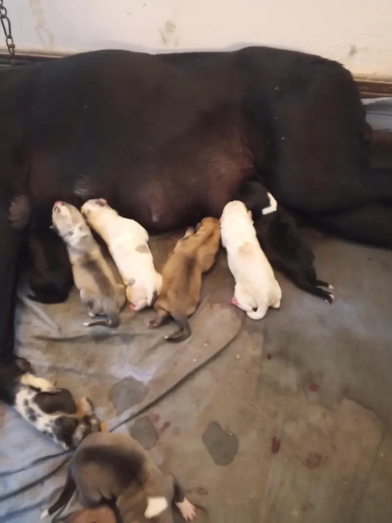 Alabai puppies for sale 03243411747 — photo 4