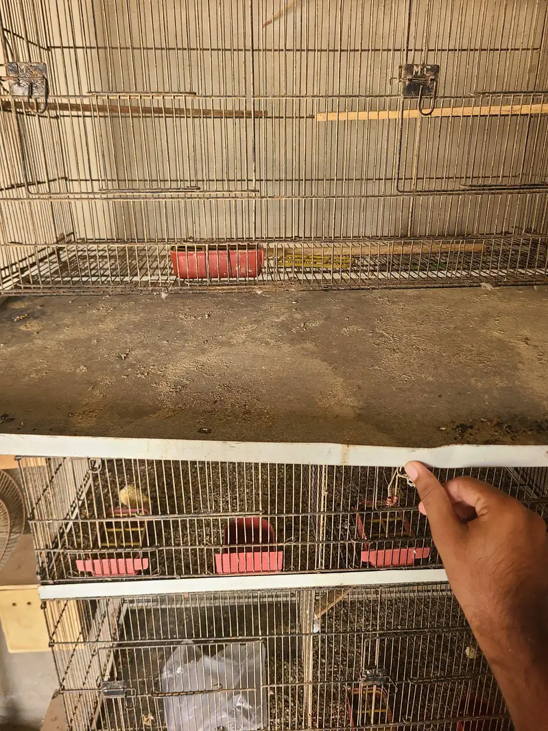 8 portion master cage birds cage — photo 4