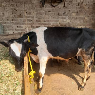 Holistien Friesian Bull For Sale