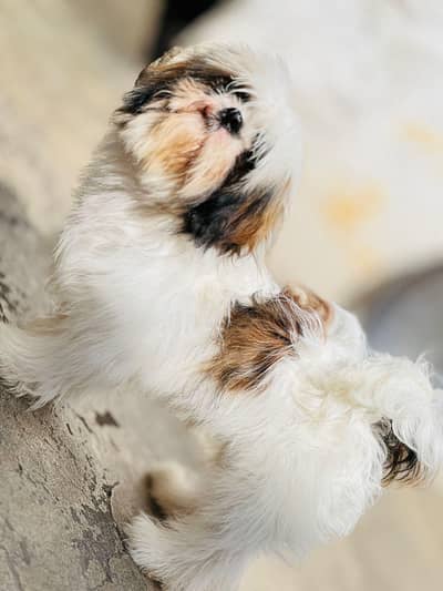 Pure Shih Tzu Male Dog for Sale – 1 Year Old Dog for Sale in Attok