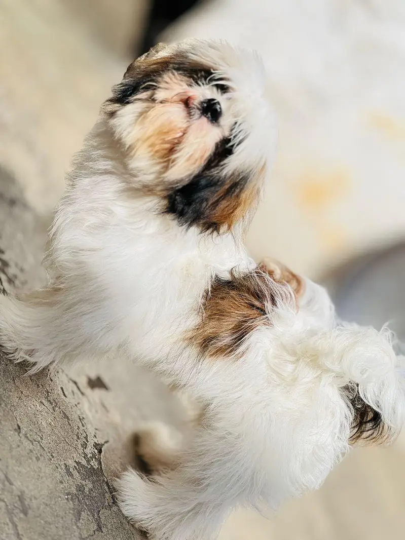 Pure Shih Tzu Male Dog for Sale – 1 Year Old Dog for Sale in Attok