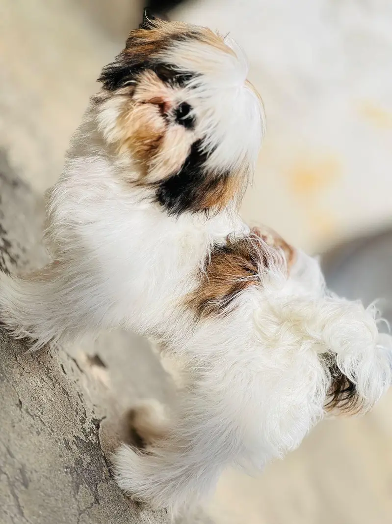Pure Shih Tzu Male Dog for Sale – 1 Year Old Dog for Sale in Attok — photo 2