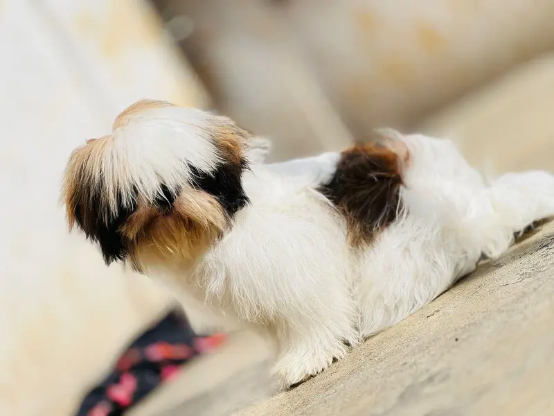 Pure Shih Tzu Male Dog for Sale – 1 Year Old Dog for Sale in Attok — photo 4