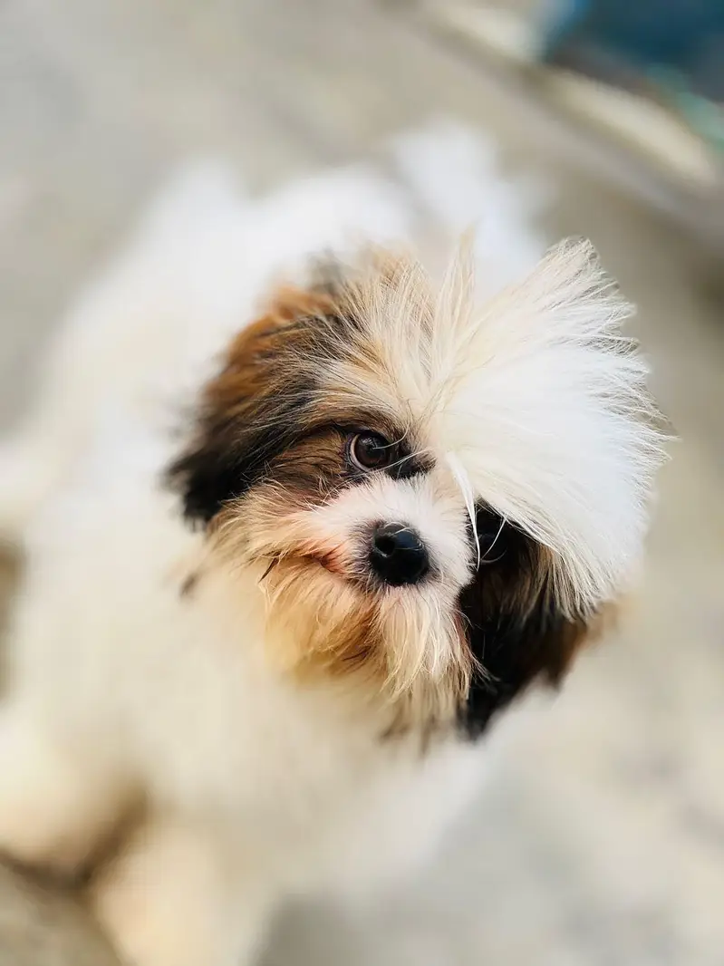 Pure Shih Tzu Male Dog for Sale – 1 Year Old Dog for Sale in Attok — photo 5