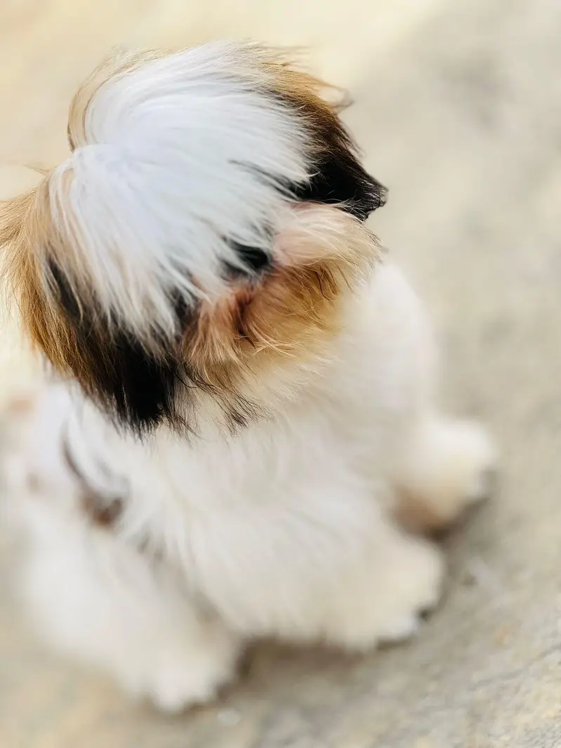 Pure Shih Tzu Male Dog for Sale – 1 Year Old Dog for Sale in Attok — photo 6