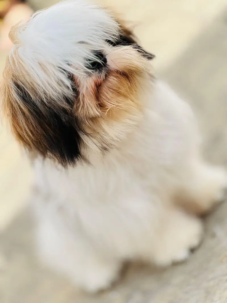 Pure Shih Tzu Male Dog for Sale – 1 Year Old Dog for Sale in Attok — photo 7