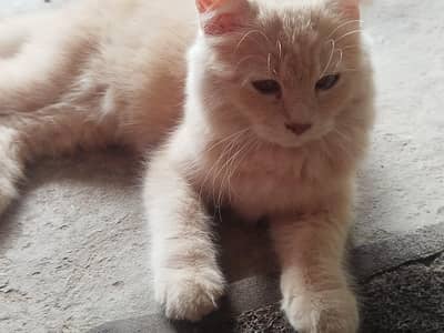 Persian cat for sale 0306555/2697)