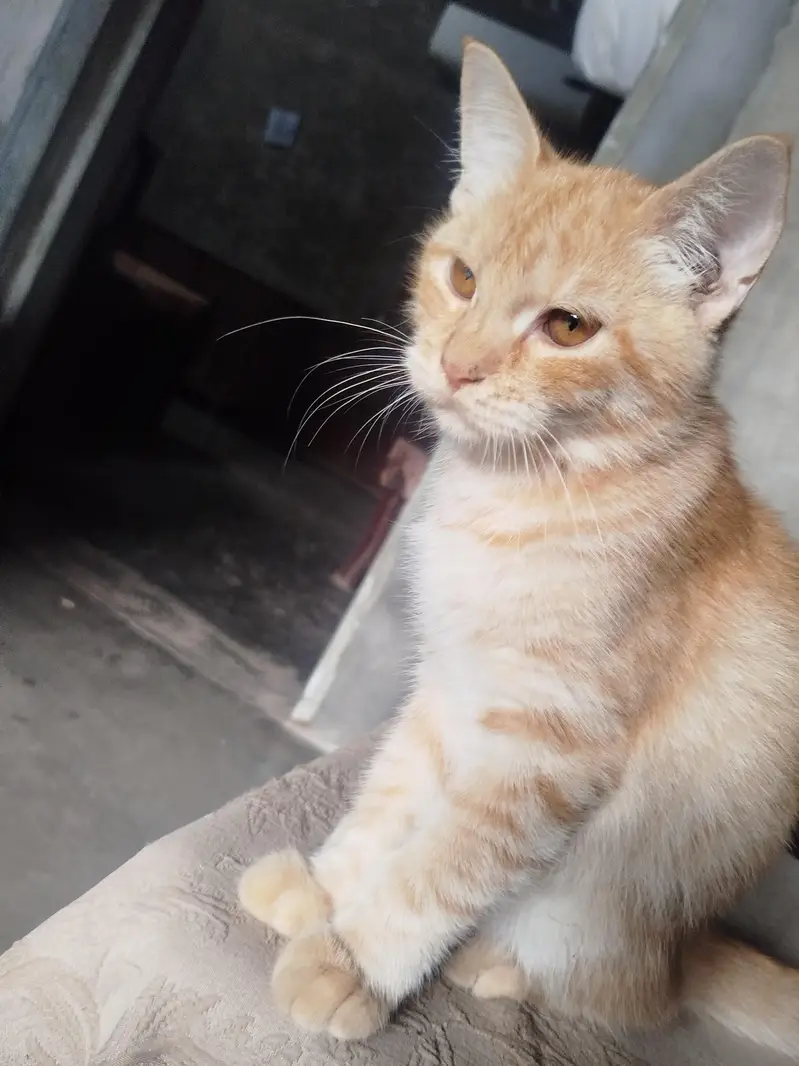 Persian cat for sale 0306555/2697) — photo 3