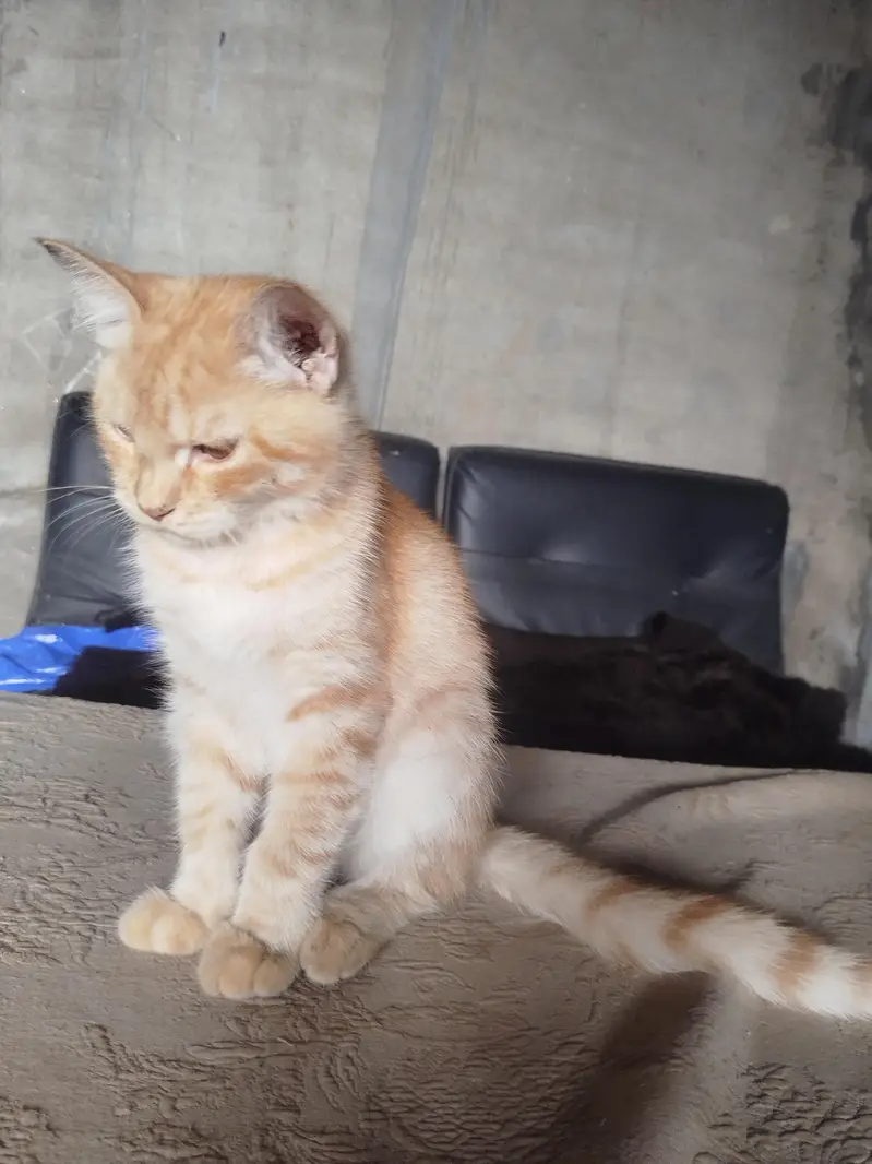 Persian cat for sale 0306555/2697) — photo 4