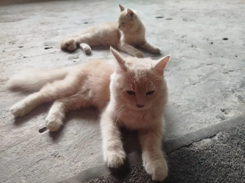 Persian cat for sale 0306555/2697) — photo 5
