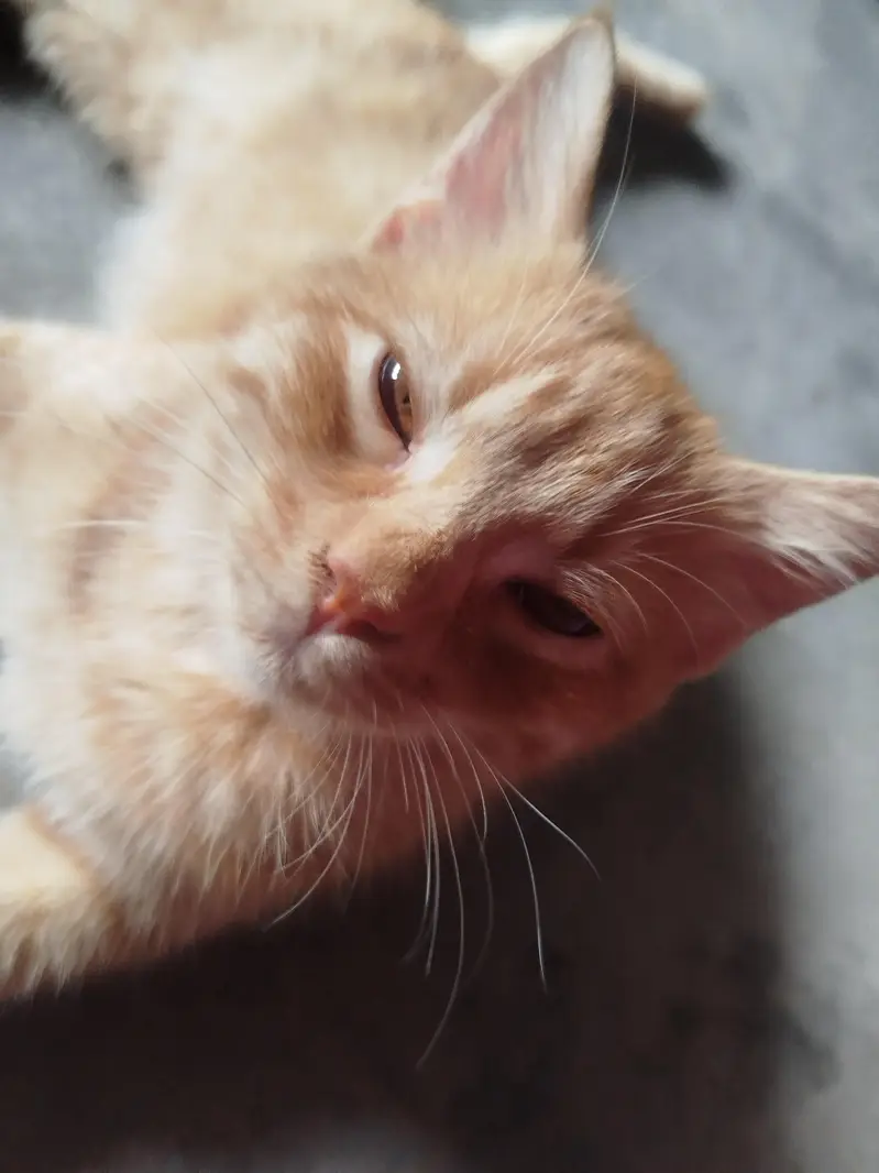 Persian cat for sale 0306555/2697) — photo 6