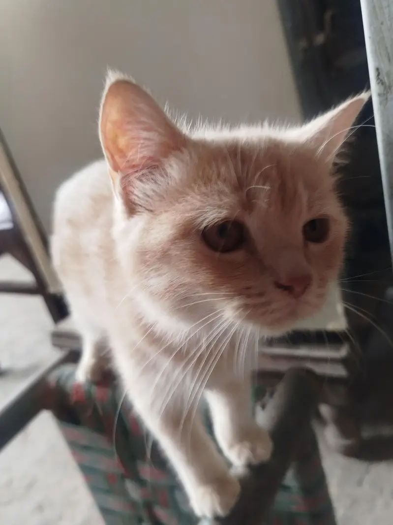 Persian cat for sale 0306555/2697) — photo 7