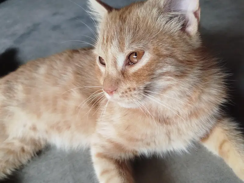 Persian cat for sale 0306555/2697) — photo 8