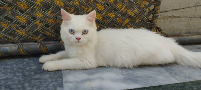 white persian kitten 4 months old