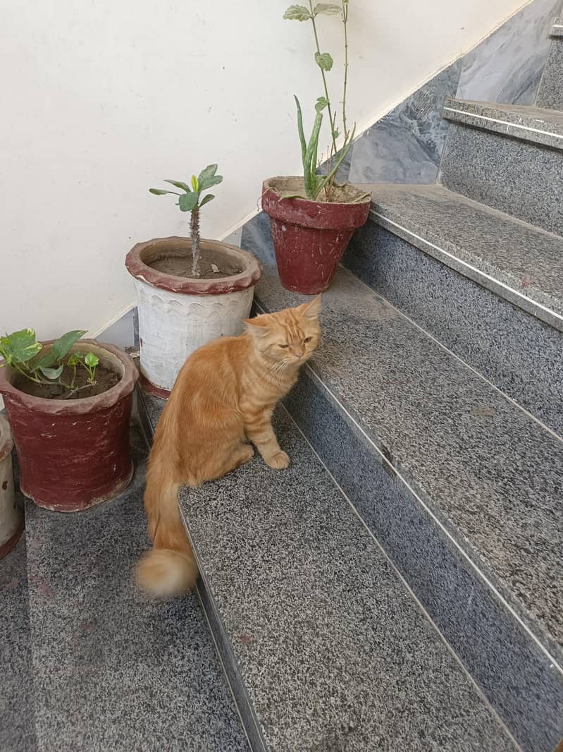 persion cat 2
