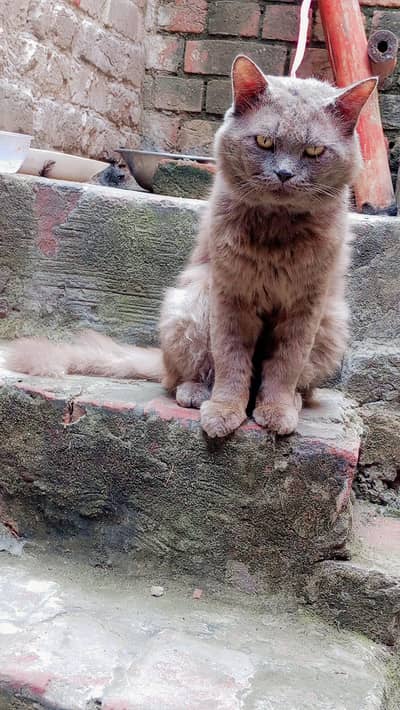 parsion male for sale