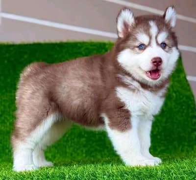 Siberian Husky vaccination related 3 code