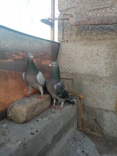 breeder raceerr pair for sale