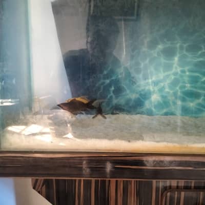 3 feet Aquarium with  Fishes