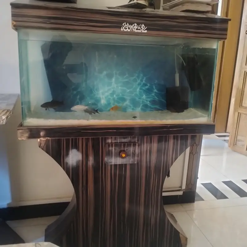 3 feet Aquarium with  Fishes — photo 3