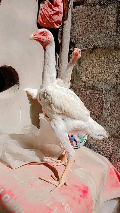 King shamo 4 months old pair for sale