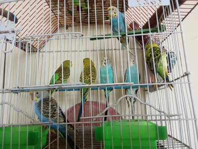 Healthy and active budgies for sell age young and adult per pair 700