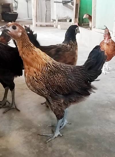 Golden Misri Pathay & Pathiya sardio k eggs ke tayari abhi say