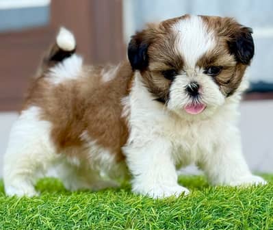 Shihtzu puppies dog