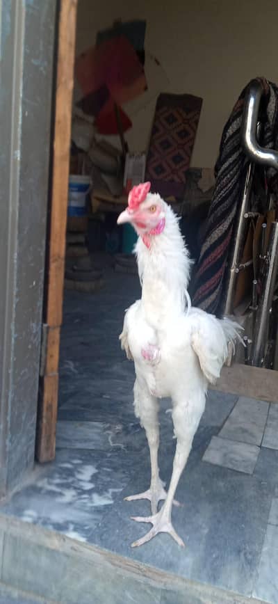 Aseel White  Heera male