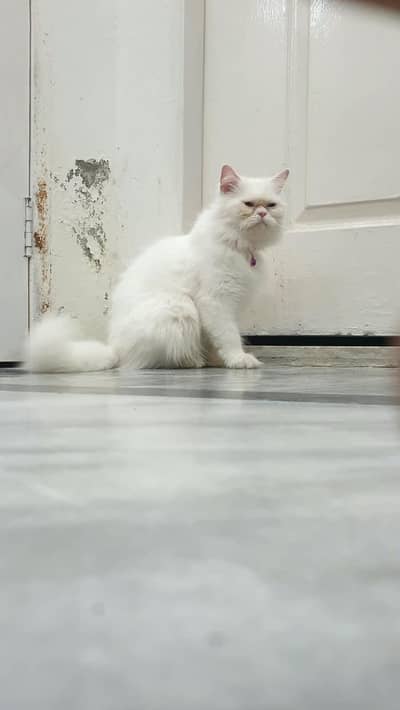 Persian cat