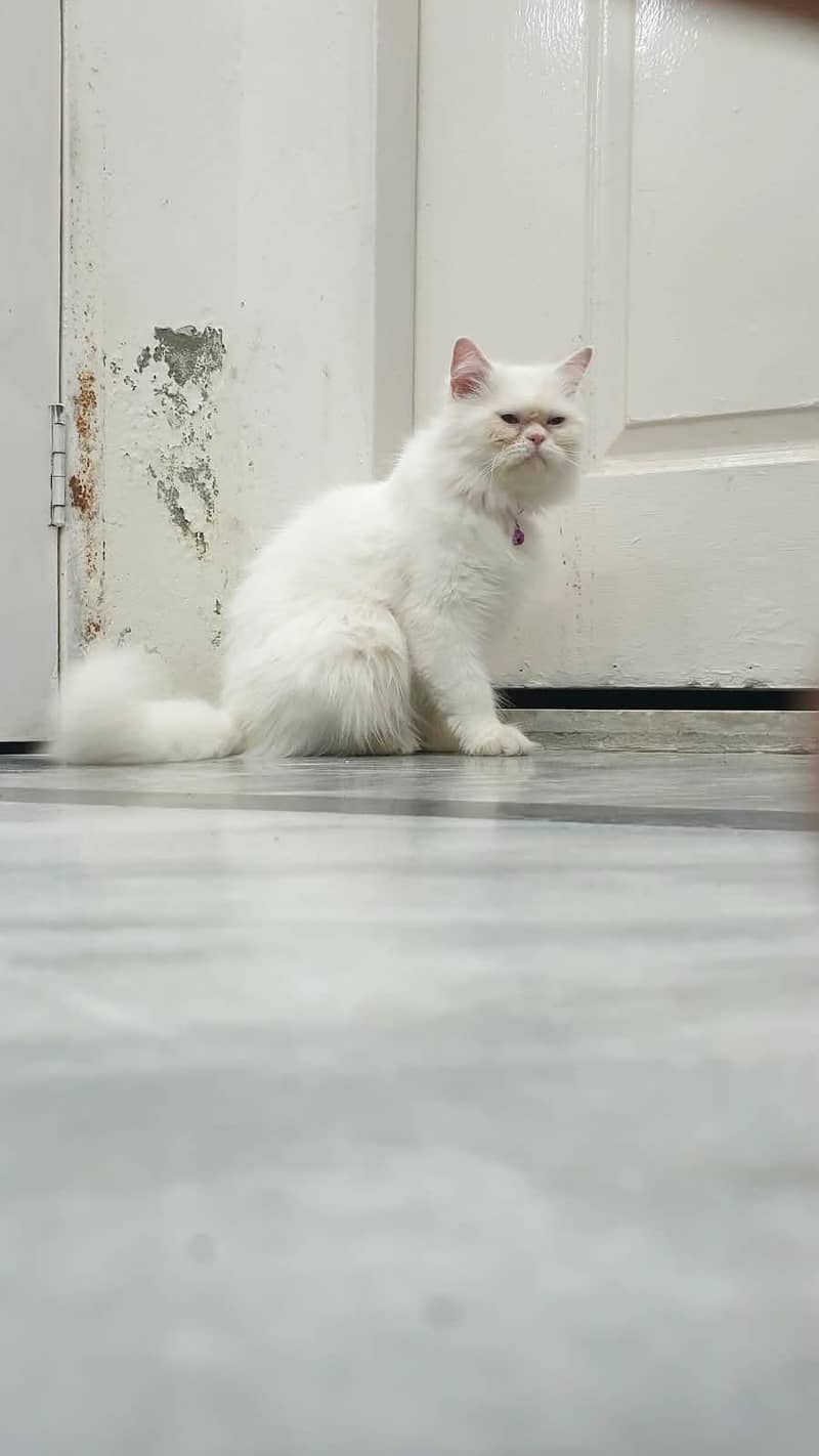 Persian cat 0