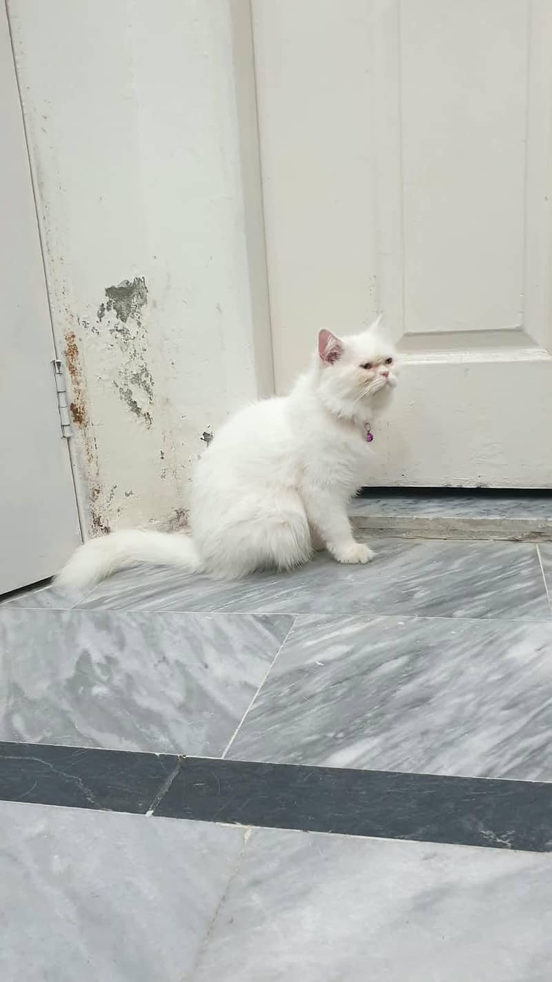 Persian cat 1