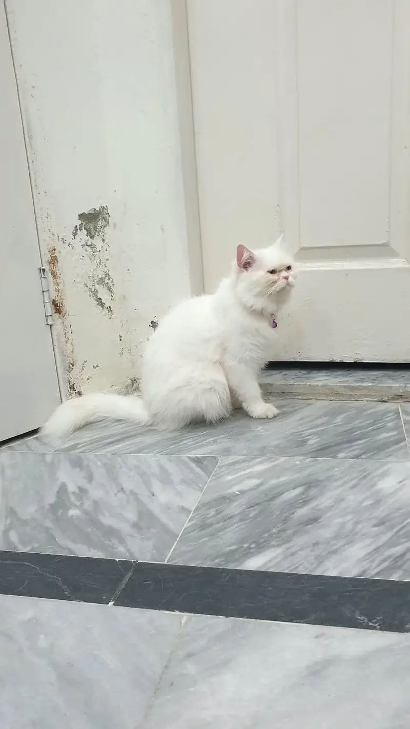 Persian cat — photo 2