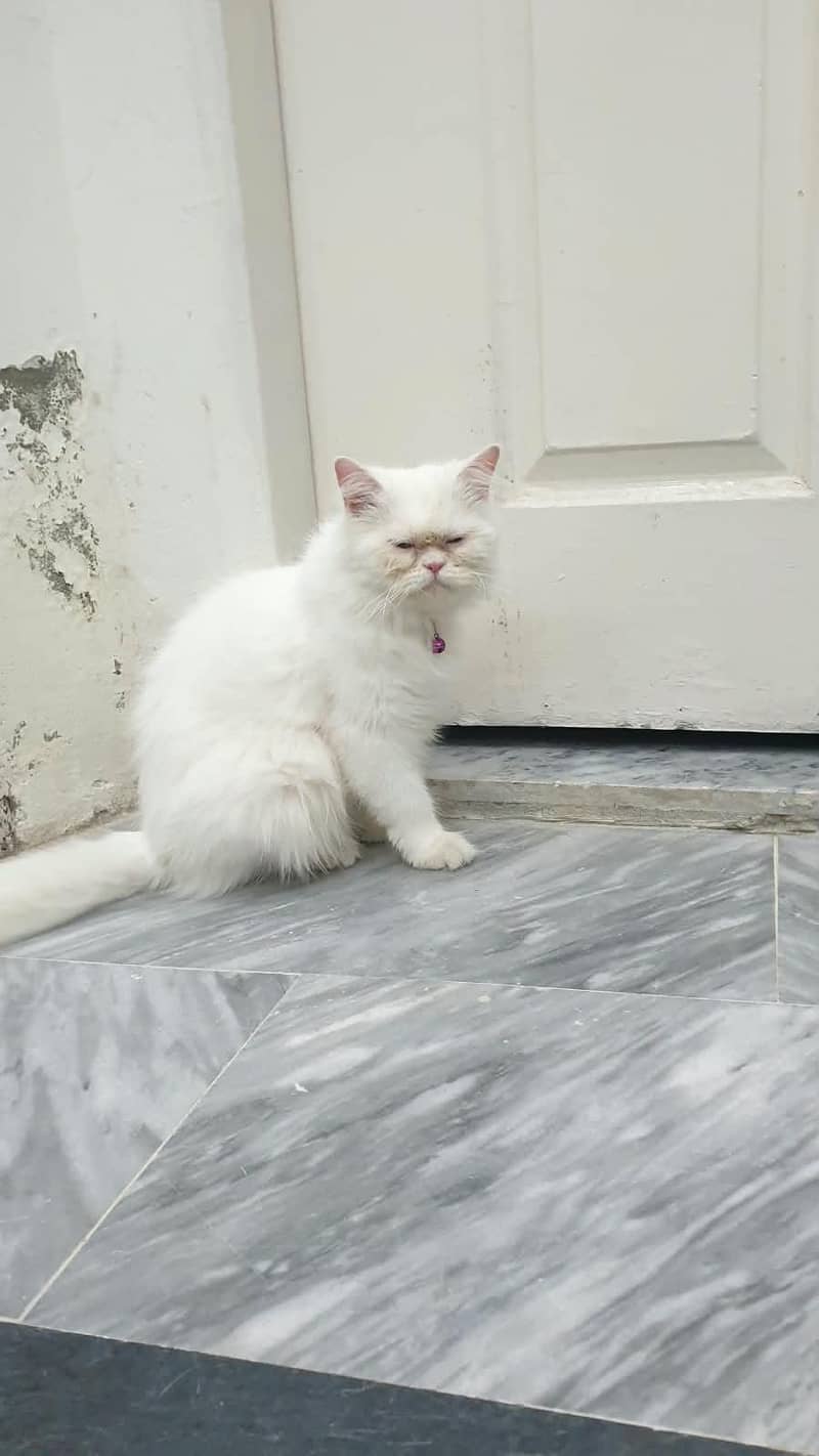 Persian cat 2