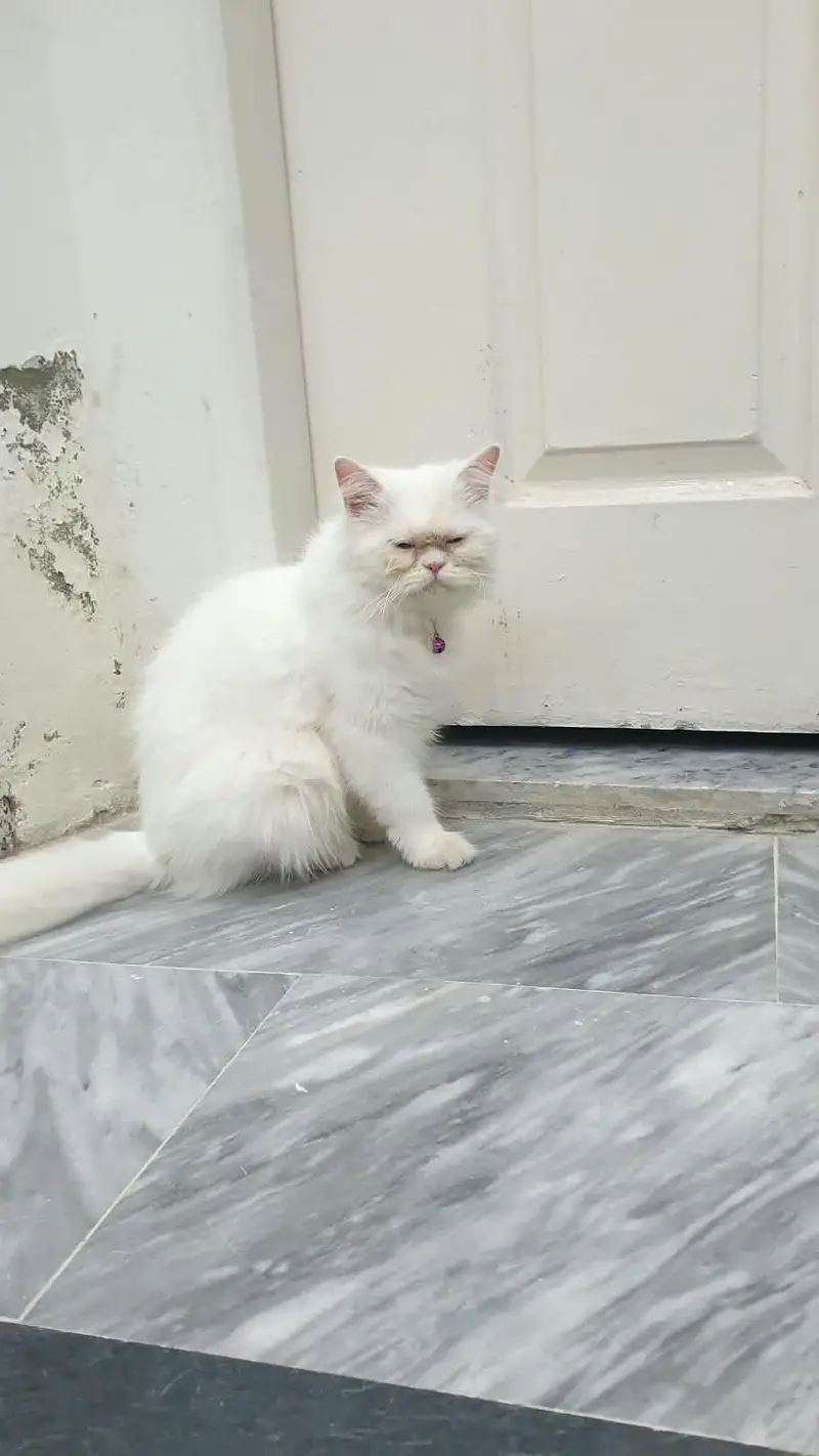 Persian cat — photo 3