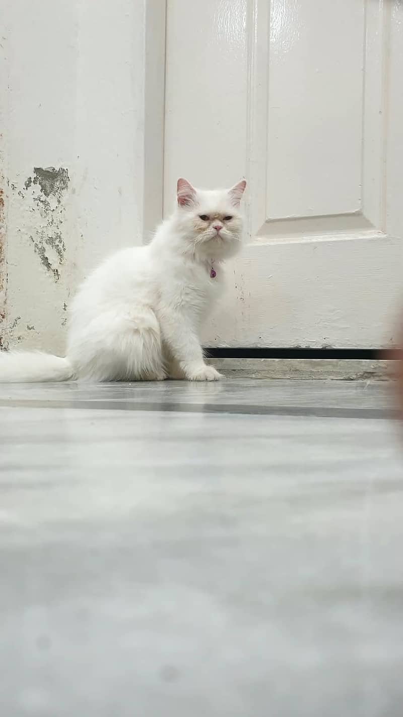 Persian cat 3