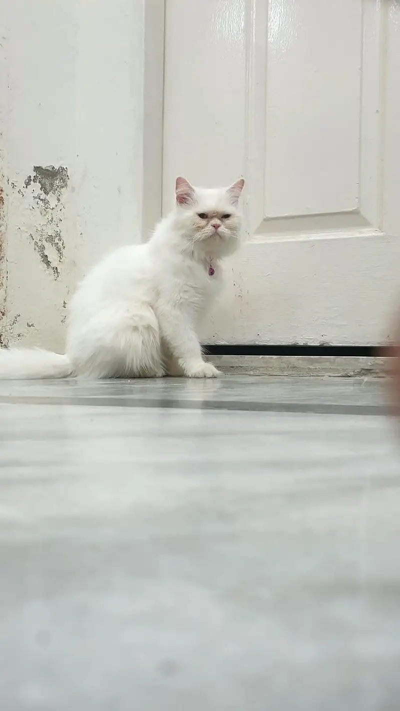 Persian cat — photo 4
