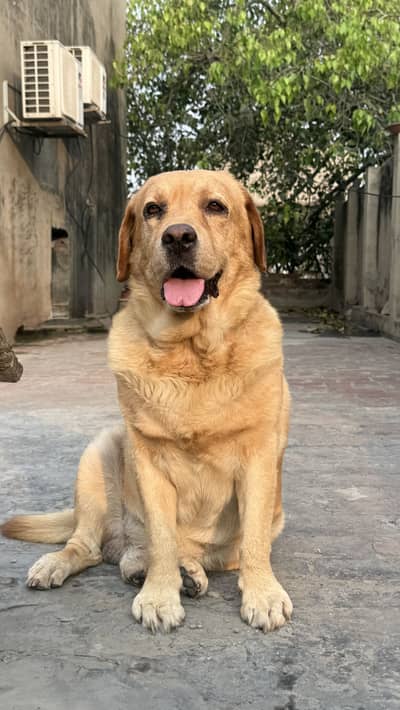 British labrador