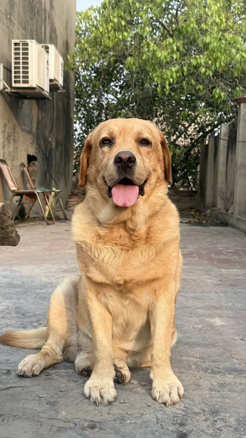 British labrador — photo 2