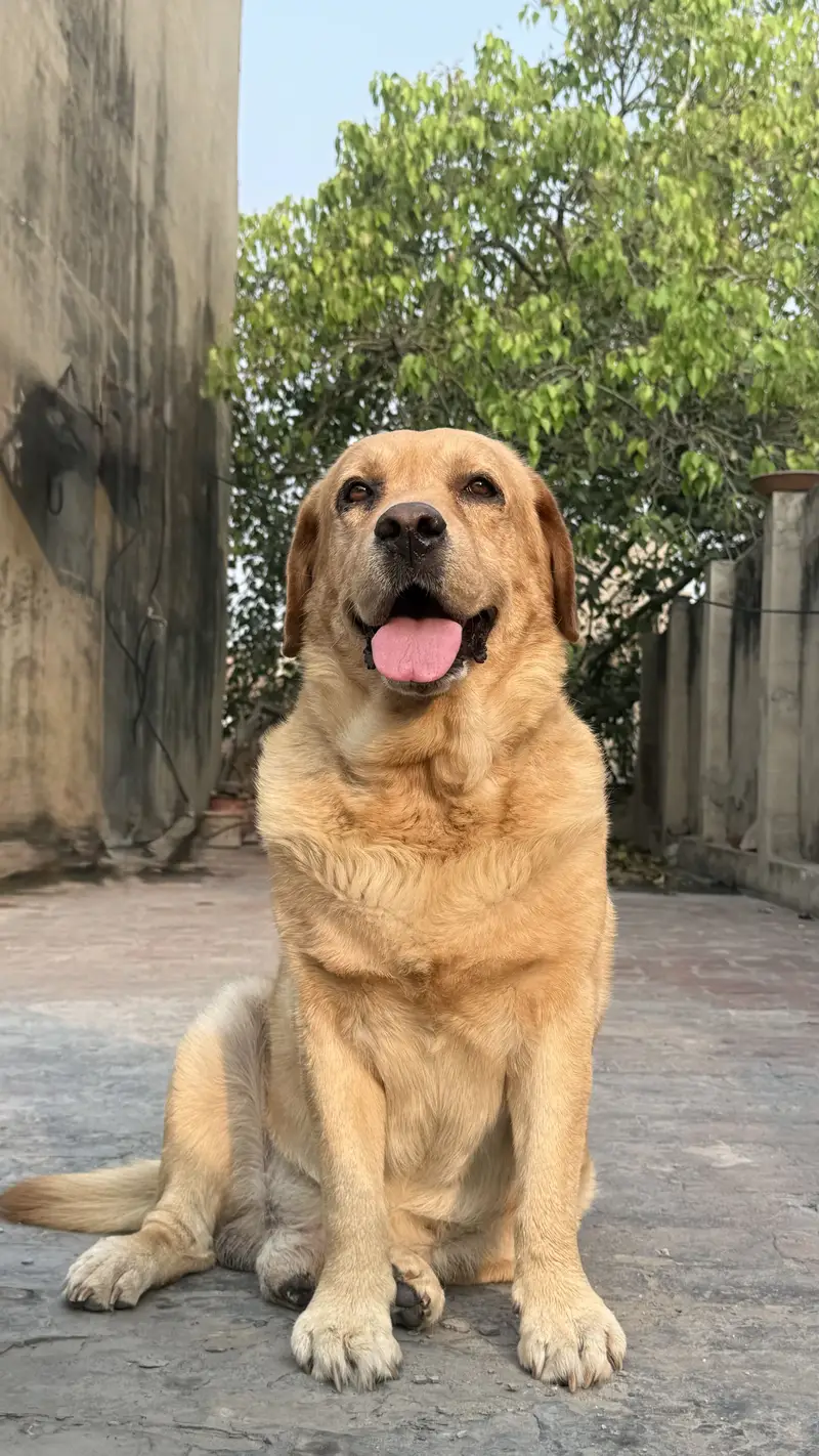 British labrador — photo 3