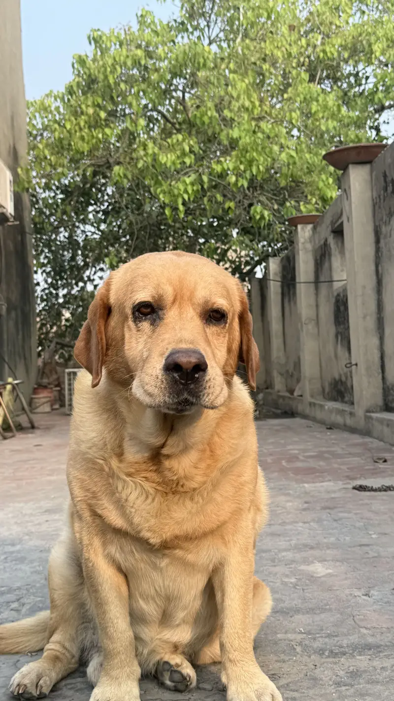 British labrador — photo 4
