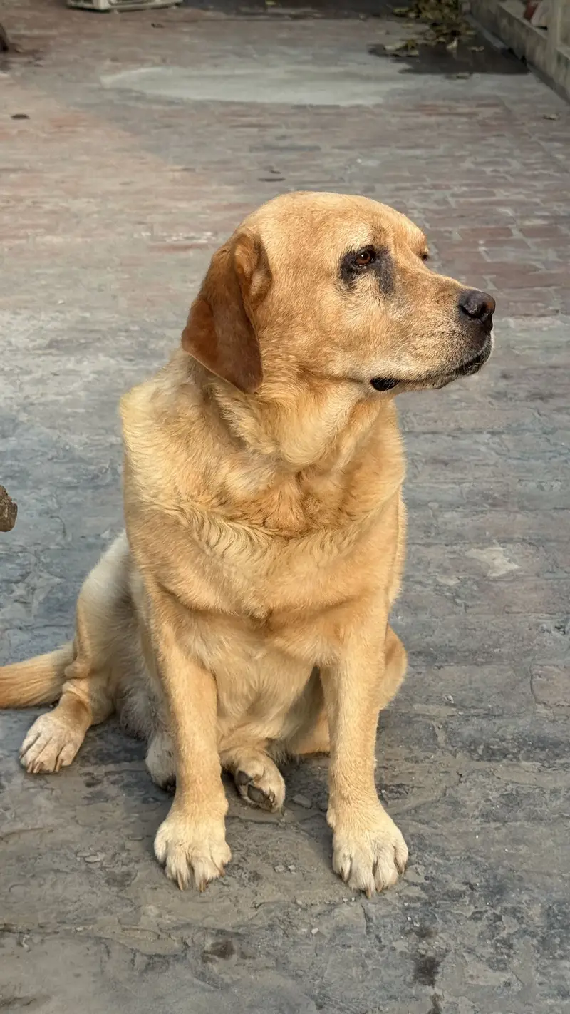 British labrador — photo 5